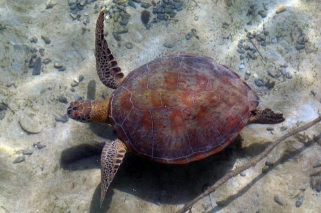 Kaltim Gandeng Lintas Sektor Perkuat Konservasi Penyu Hijau di Kepulauan Derawan