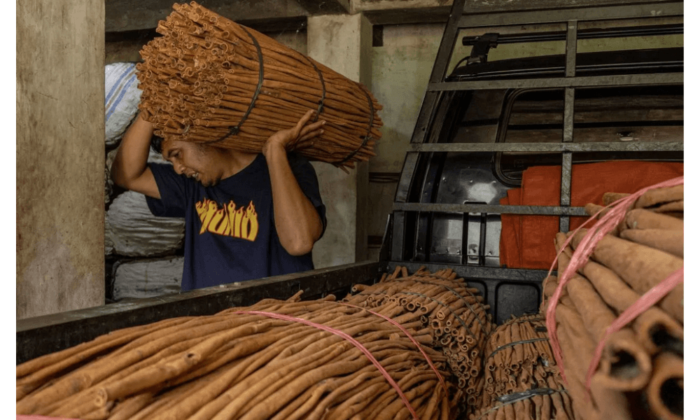 Petani Kayu Manis di Malalak Agam Keluhkan Harga Anjlok hingga Rp20 Ribu per Kilogram