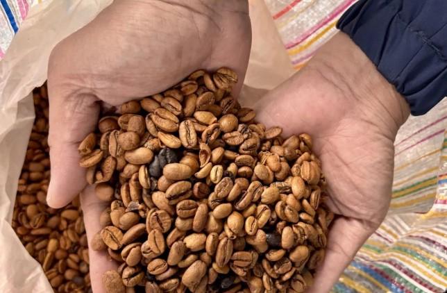 Balada Kopi Gayo Bangkit dari Luka Bencana Sumatera 2025