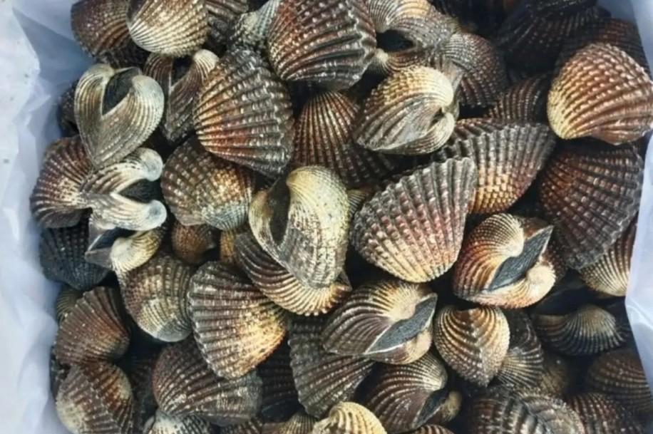 Kerang Dara Asal Kendari Dikirim ke Thailand, Karantina Sultra Pastikan Lolos Pemeriksaan Ketat