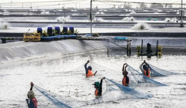 Produksi Tambak Udang Kebumen Melonjak Jadi 358,97 Ton Sepanjang 2025