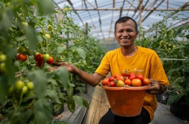 Inovasi Pupuk Fermentasi Keong Mas dan Urine Domba Tekan Aktivitas PETI di Bogor