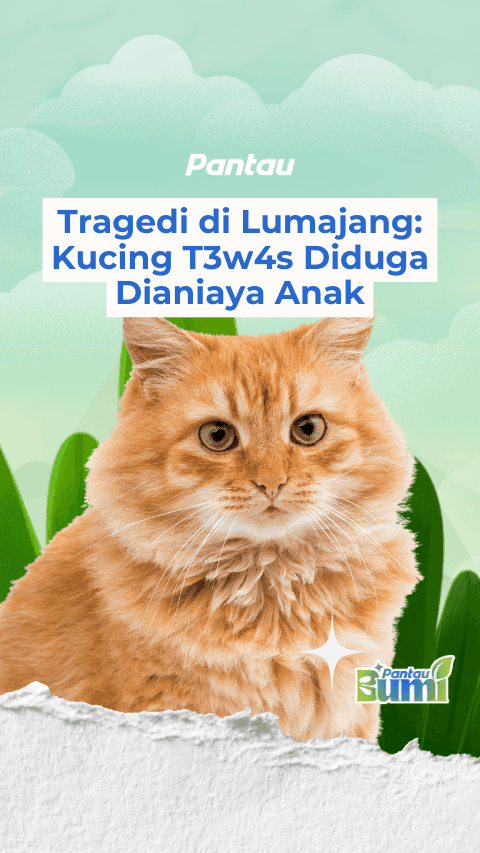 TRAGEDI KUCING TEWAS DIANIAYA