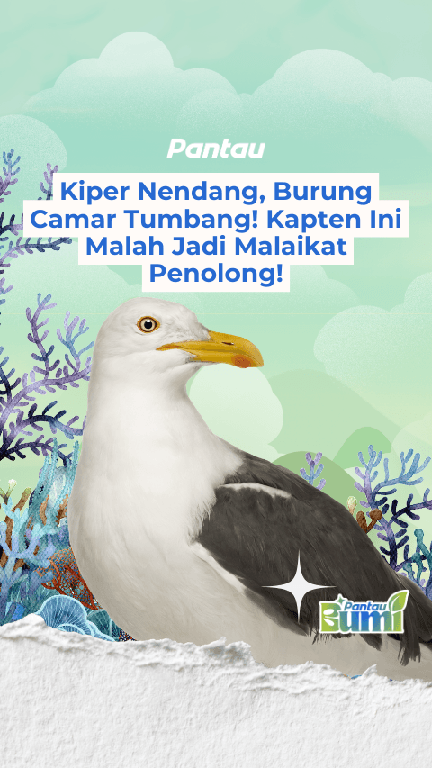 KIPER NENDANG, BURUNG CAMAR TUMBANG!