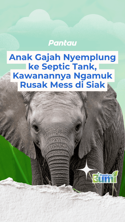 ANAK GAJAH NYEMPLUNG KE SEPTIC TANK
