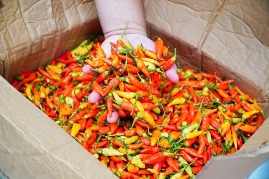 Pemerintah dan Champion Cabai Pasok 10,9 Ton Cabai Rawit Merah ke PIKJ untuk Stabilkan Harga Jelang Ramadhan 1447 H