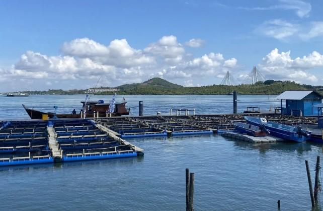 BPBL Batam Targetkan Panen 1 Ton Lobster Ekspor pada Akhir 2026