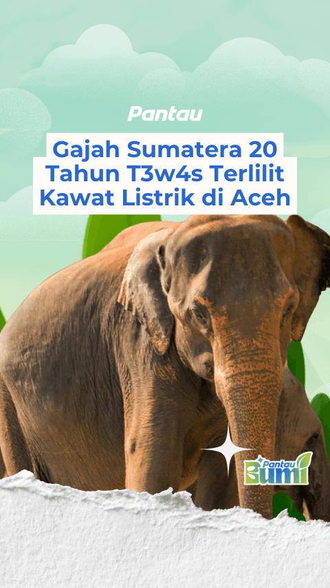 GAJAH SUMATERA 20 TAHUN TEWAS TERLILIT KAWAT LISTRIK DI ACEH