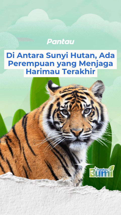 DIANTARA SUNYI HUTAN, ADA PEREMPUAN YANG MENJAGA HARIMAU TERAKHIR