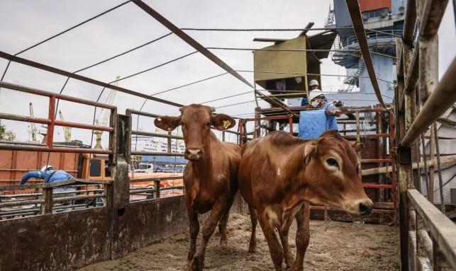 Anggota DPRD August Hamonangan Kritik Kebijakan Impor 3.100 Sapi oleh Pemprov DKI Jakarta