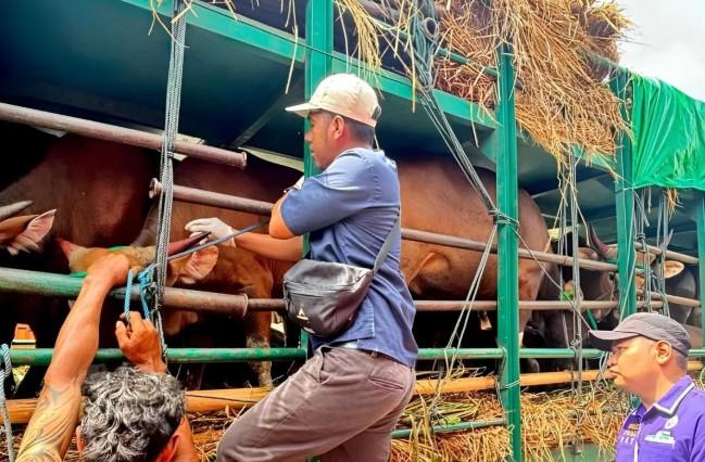 Pemprov NTB Ajukan Tambahan Kapal Angkut Ternak untuk Cegah Penumpukan Jelang Idul Adha 1447 H