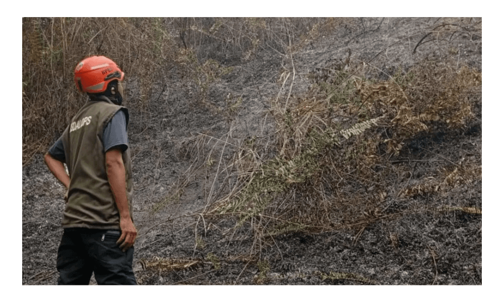 BNPB Catat Dua Hektare Lahan Mineral Terbakar di Parigi Moutong