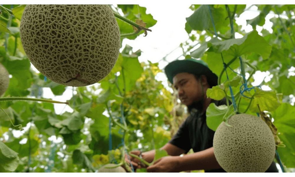 Ilmuwan Jepang Kembangkan Melon yang Bisa Dimatangkan Sesuai Permintaan untuk Dukung Ekspor