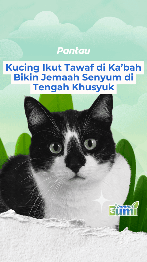 KUCING IKUT TAWAF DI KA’BAH