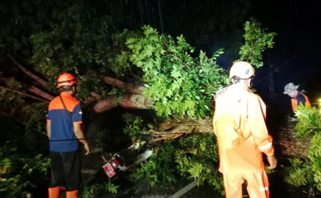 Hujan Deras Disertai Angin Kencang di Jember Tumbangkan Pohon dan Lukai Dua Pengendara Motor