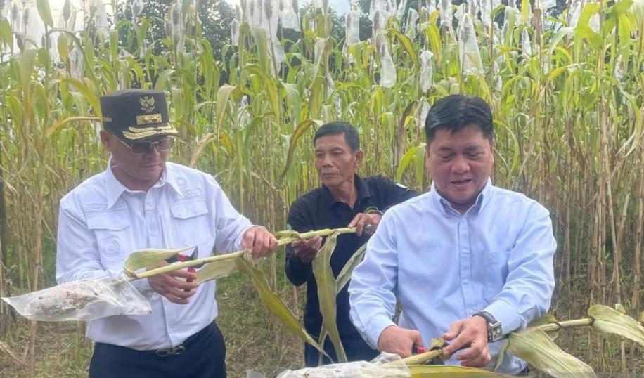 Cirebon Jadi Percontohan Pengembangan Sorgum untuk Diversifikasi Pangan di Jawa Barat