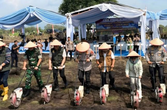 Lahan Tidur 30 Tahun di Padang Pariaman Dihidupkan, Penanaman Jagung Serentak Dukung Swasembada Pangan Nasional