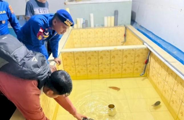 Polairud Polda NTT Selamatkan Penyu Sisik yang Lemas di Perairan Labuan Bajo