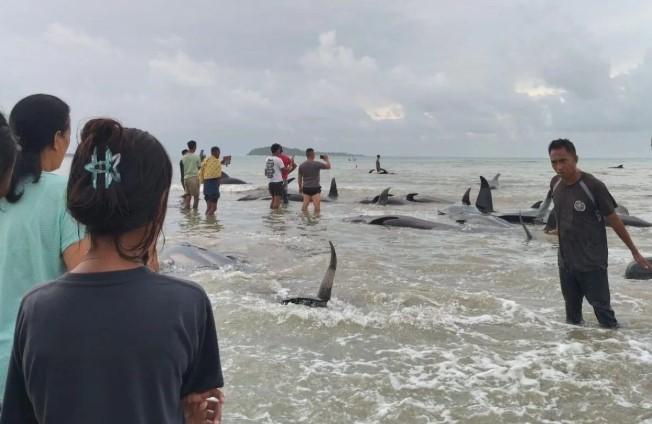 Puluhan Paus Terdampar di Pantai Rote Ndao, Tim BKKPN Kupang Turun Lakukan Identifikasi