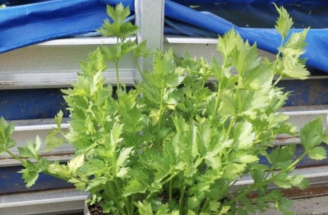 Penelitian Ungkap Media Sosial Menjadi Referensi Utama Praktik Swamedikasi di Indonesia