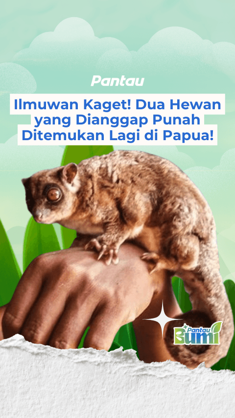DUA HEWAN YANG DIANGGAP PUNAH DITEMUKAN LAGI DI PAPUA