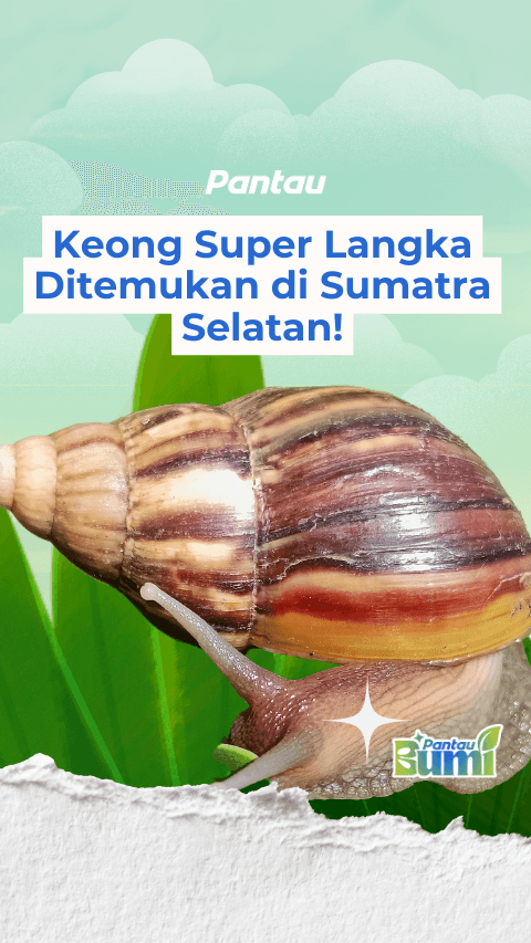 KEONG LANGKA DI KALIMANTAN