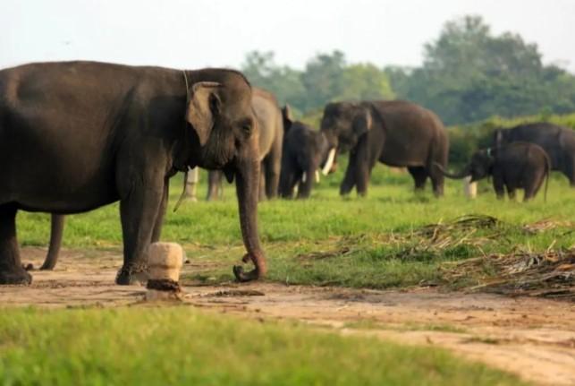 Sejumlah Taman Nasional Ditutup Saat Lebaran dan Nyepi 2026, Ini Daftar Lengkapnya