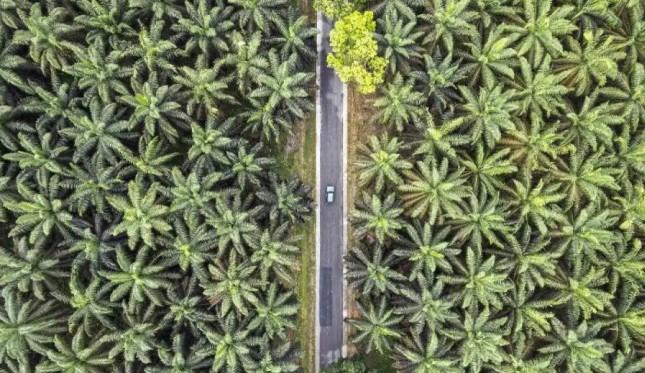 Pemerintah Dinilai Harus Perkuat Diplomasi Global untuk Hadapi Dampak Regulasi EUDR Uni Eropa