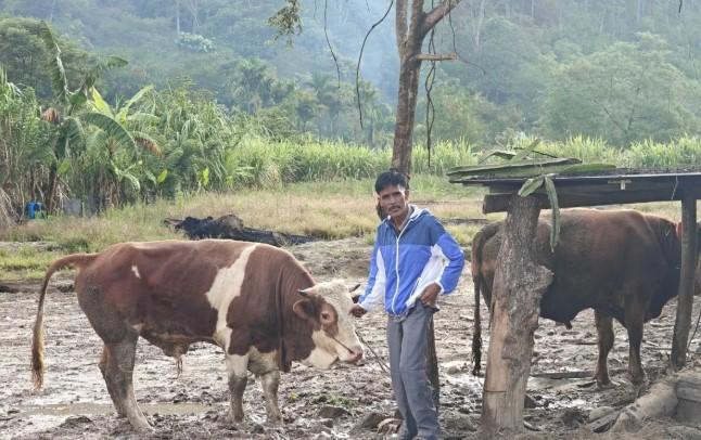 Sapi Bantuan Presiden Prabowo Tiba di Gayo Lues, Warga Sambut Lebaran dengan Sukacita