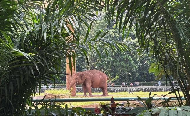 Ragunan Dipadati Pengunjung Sejak Pagi, Puncak Diprediksi Terjadi Siang Hari