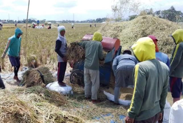 Bulog Banyumas Optimalkan Serapan Gabah Saat Panen Raya untuk Jaga Stok Beras Pemerintah