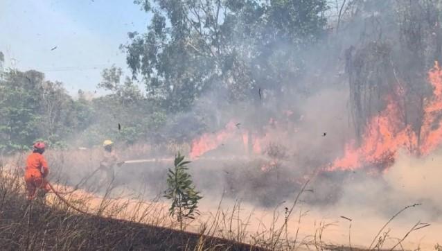 BNPB Catat 2.713 Hektare Lahan di Riau Terbakar dalam Tiga Bulan, Status Siaga Darurat Ditetapkan