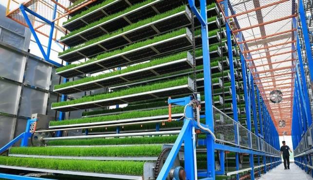 China Percepat Transformasi Pertanian Tradisional Menuju Budi Daya Pintar Berbasis Teknologi