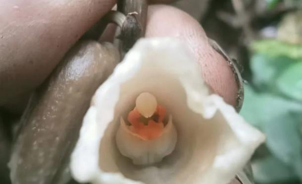 TNBTS Temukan Dua Spesies Anggrek Baru di Lereng Gunung Semeru