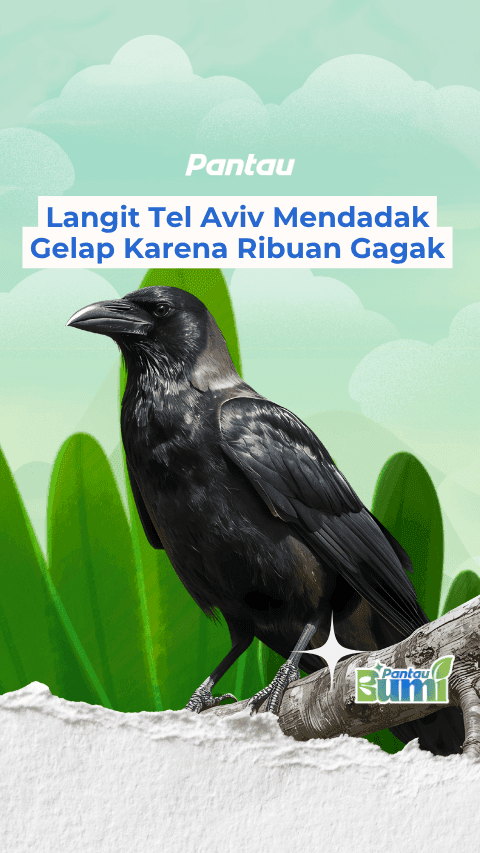 LANGIT TEL AVIV MENDADAK GELAP KARENA RIBUAN GAGAK