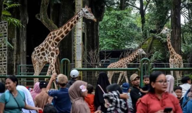 Ragunan Diserbu 353 Ribu Wisatawan Saat Libur Lebaran 2026, Puncak Kunjungan Capai 80 Ribu Orang