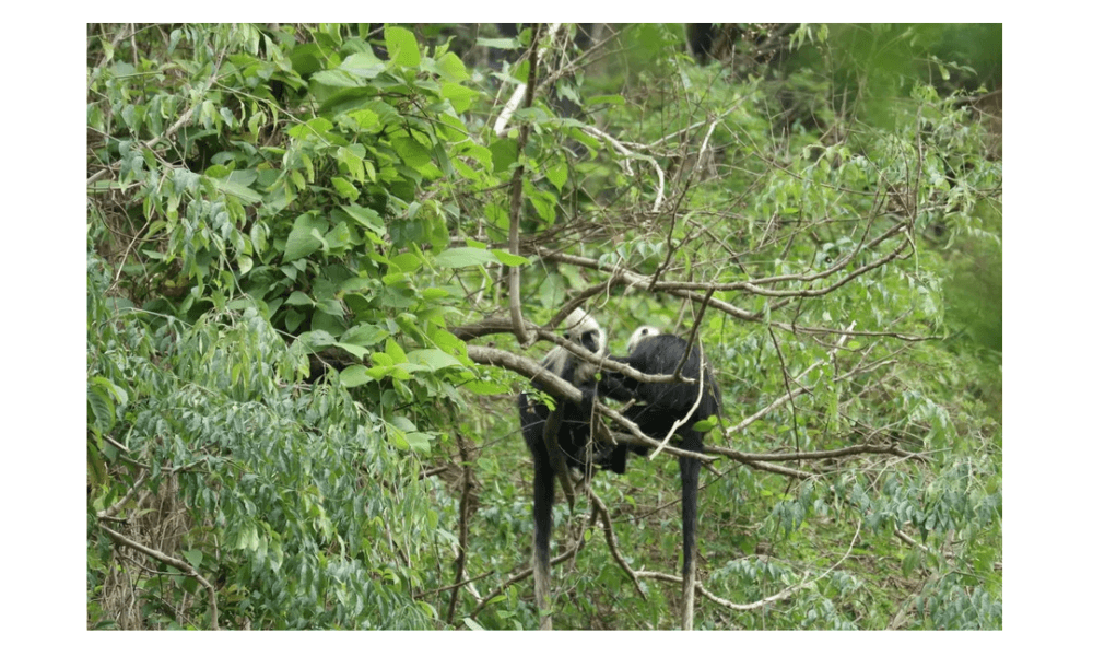 Huawei Gunakan AI untuk Lindungi Lutung Kepala Putih di China