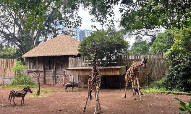 DPRD Jabar Tegaskan Penyelamatan Satwa Bandung Zoo Jadi Prioritas di Tengah Konflik Pengelolaan