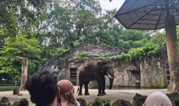 Lonjakan Pengunjung Ragunan Tembus 421 Ribu Selama Libur Lebaran 2026 dan Lampaui Target