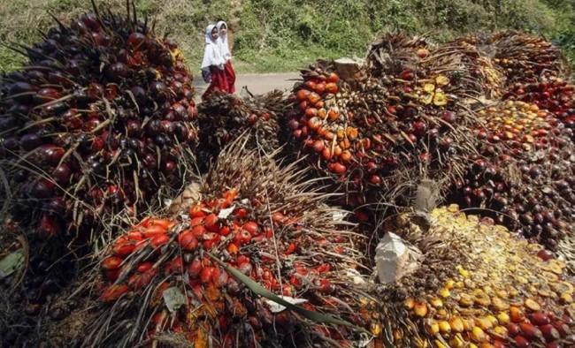 Permintaan Global dan Geopolitik Timur Tengah Dorong Kenaikan Harga CPO pada April 2026