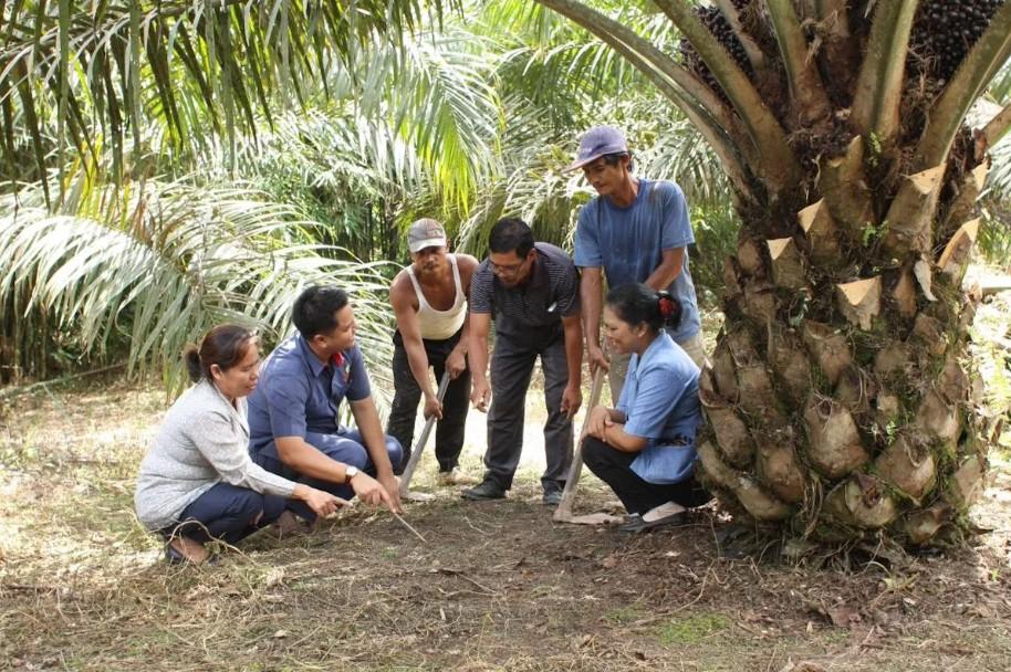 PalmCo Pimpin Pendampingan PSR Nasional dengan Luasan Terbesar dan Perkuat Peran Kemitraan Petani Sawit