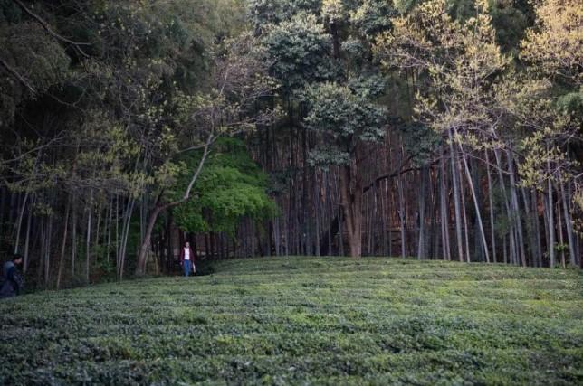 Industri Teh Dongkrak Pariwisata Gunung Jingting China Saat Musim Panen Tiba