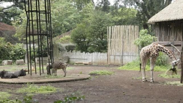 DPRD Jawa Barat Desak Seleksi Pengelola Baru Bandung Zoo Dilakukan Transparan dan Profesional