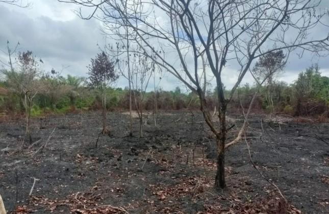Polres Bengkalis Tangkap Pelaku Pembakar 35 Hektare Lahan di Kawasan Hutan Negara
