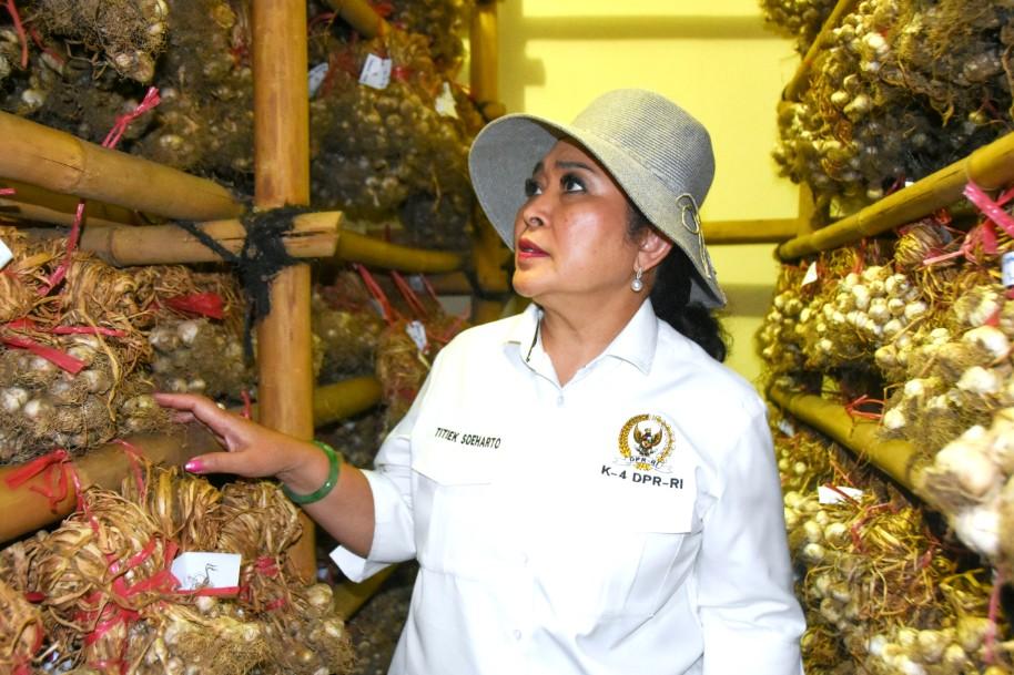 Ketergantungan Impor Bawang Putih Capai 95 Persen, DPR Soroti Lemahnya Benih dan Riset Pertanian
