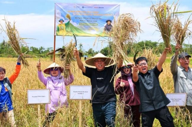 Panen Perdana Padi Gogo di IKN Capai 20 Hektare, Hasil Uji Coba IPB Tunjukkan Kualitas Unggul