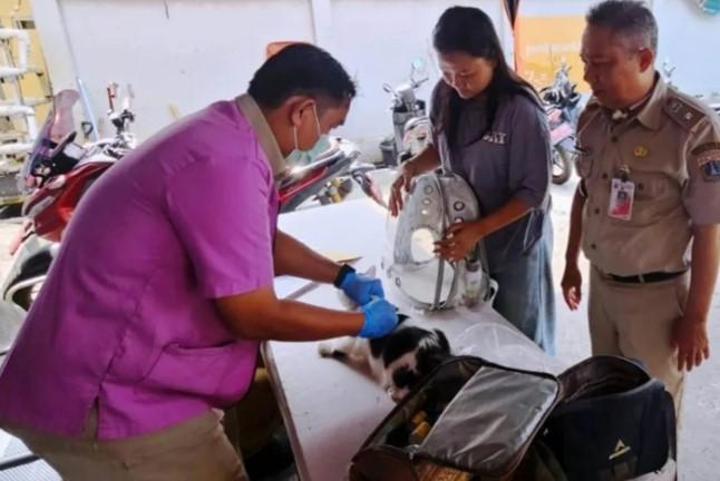 Vaksinasi Gratis Puluhan Hewan Penular Rabies Digelar di Tambora Jakarta Barat