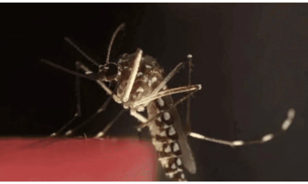 Kemenkes Soroti Penanganan AIDS, TBC, dan Malaria di Papua Pegunungan