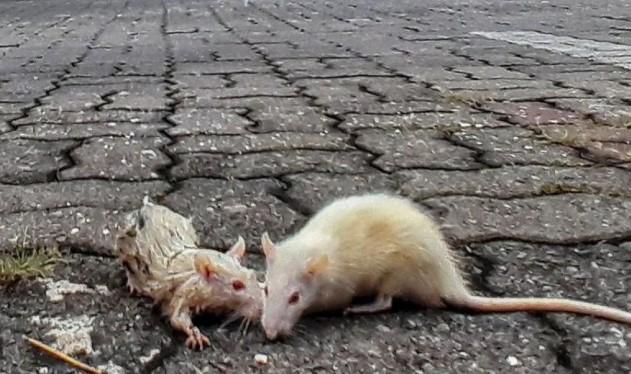 Waspada Ancaman Tersembunyi, BRIN Ingatkan Potensi Kembalinya Wabah Pes di Indonesia