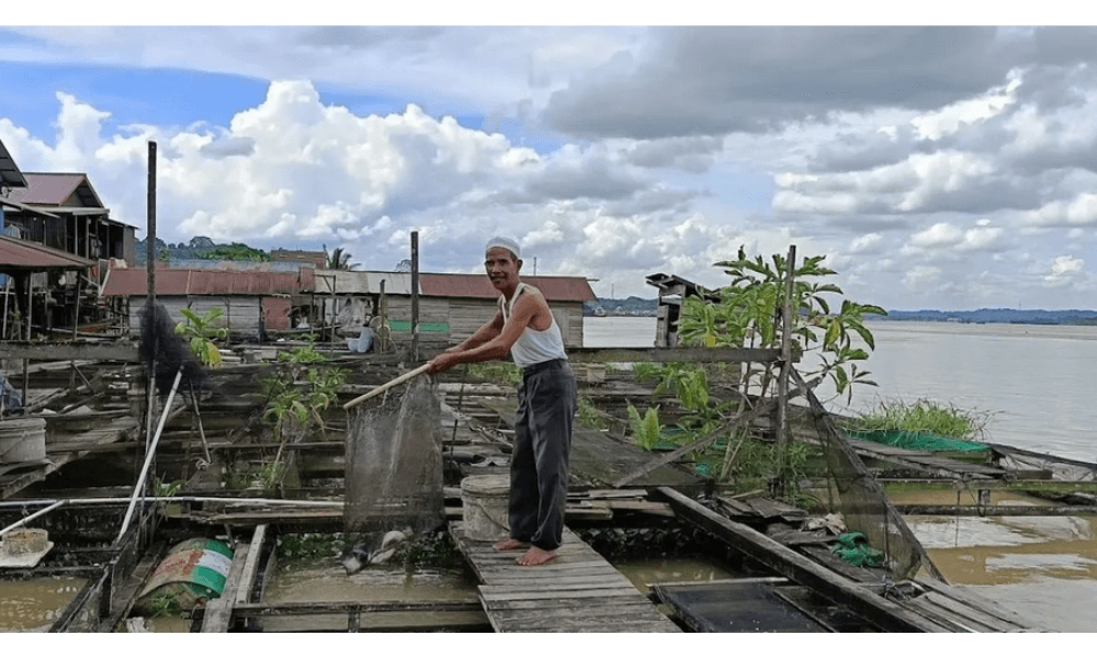 Budidaya Ikan Nila di Loa Kulu Jadi Penopang Pangan dan Ekonomi Kaltim